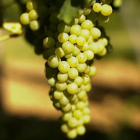 Hotel Weinhotel Fritz Walter