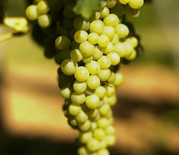 Hotel Weinhotel Fritz Walter